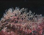 Hydrozoa (hydroids)