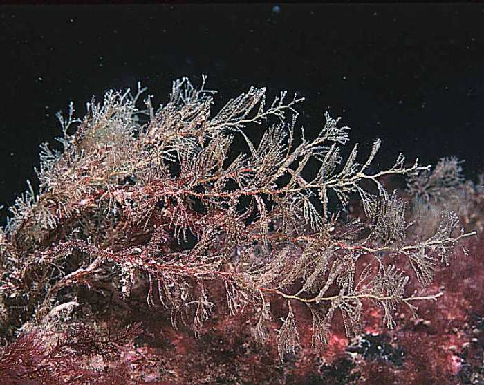 Sertularia argentea Linnaeus, 1758 Sertularia argentea Linnaeus, 1758