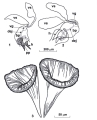 Platyhelminthes (flatworms)