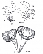 Reuterella nigmatullini