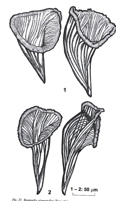 Reuterella nigmatullini