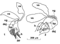 Platyhelminthes (flatworms)