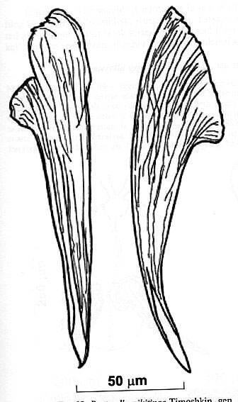 Reuterella nikitinae Reuterella nikitinae