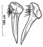 Reuterella saetosouncinata