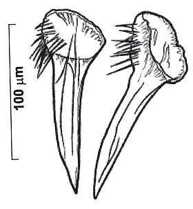 Reuterella saetosouncinata Reuterella saetosouncinata