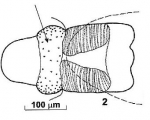 Reuterella salemaai