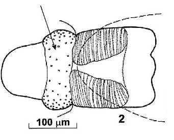 Reuterella salemaai