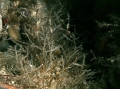 Hydrozoa (hydroids)