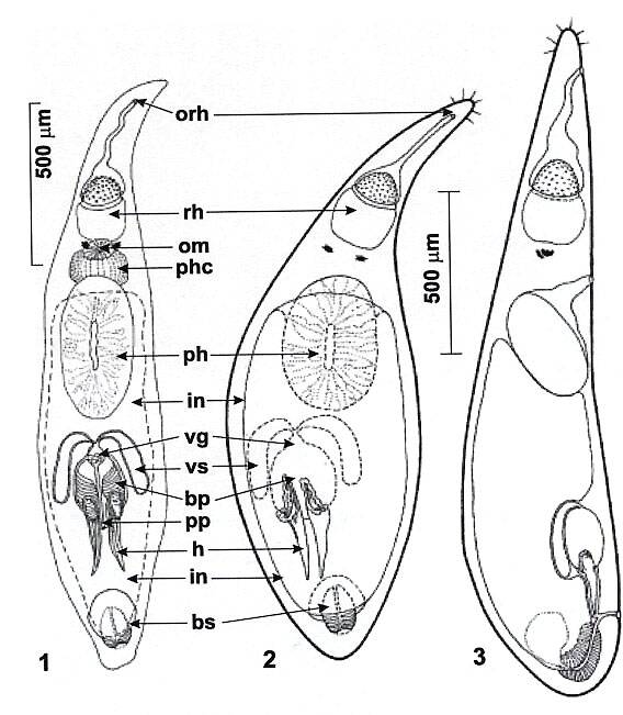 Reuterella schetinnikovi Reuterella schetinnikovi