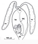 Riedelella dmitrievae