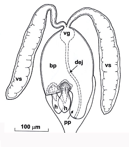 Riedelella dmitrievae