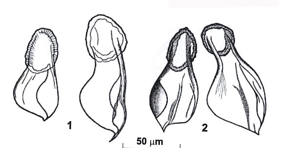 Riedelella efremovae Riedelella efremovae