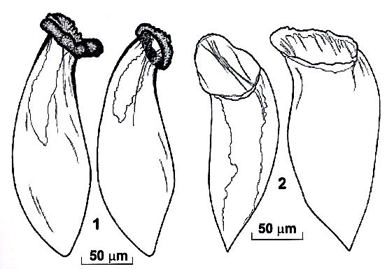 Riedelella galazyi Riedelella galazyi