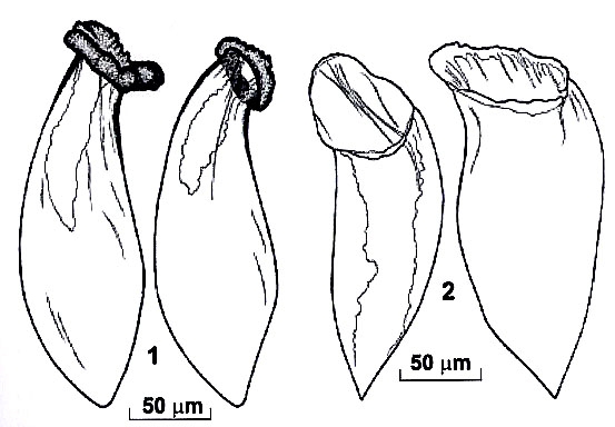 Riedelella galazyi