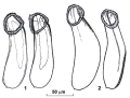 Platyhelminthes (flatworms)