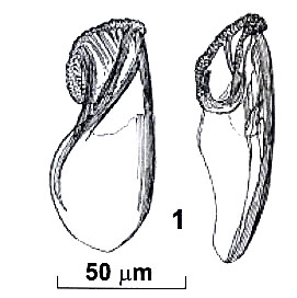 Riedelella izhboldinae