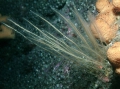 Hydrozoa (hydroids)