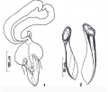 Platyhelminthes (flatworms)