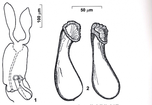 Riedelella kuznedelovi