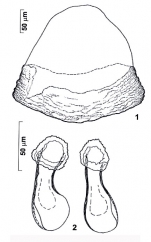 Riedelella provizae