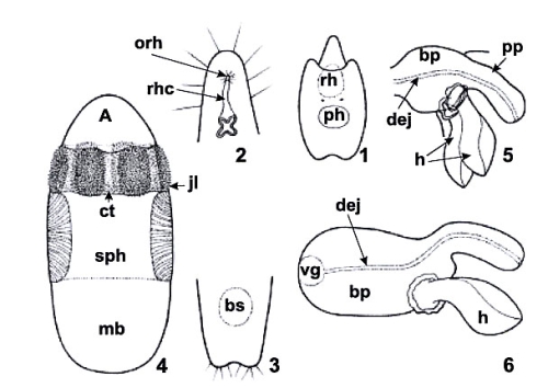 Riedelella terentyevi