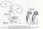 Riedelella terentyevi