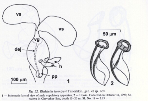 Riedelella terentyevi