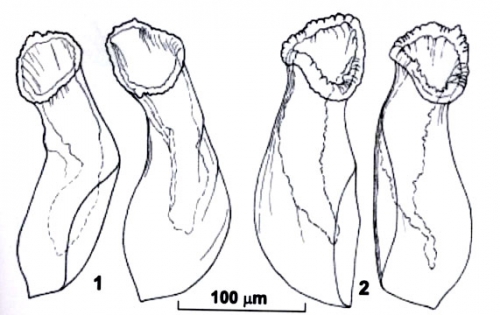 Riedelella tyleri