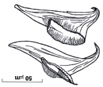 Sitnikovaella schevelevae