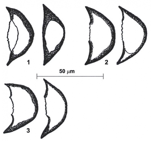 Wadaella podkorytovae