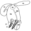 Platyhelminthes (flatworms)