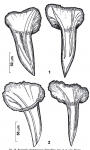 Reuterella pleschinskayae