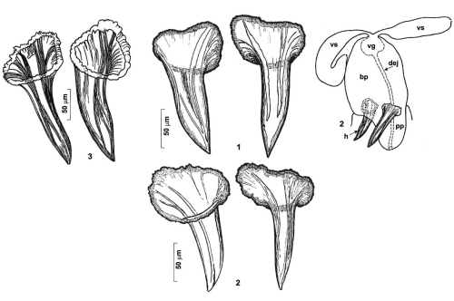 Reuterella pleschinskayae