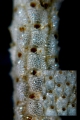 Bryozoa (moss animals)