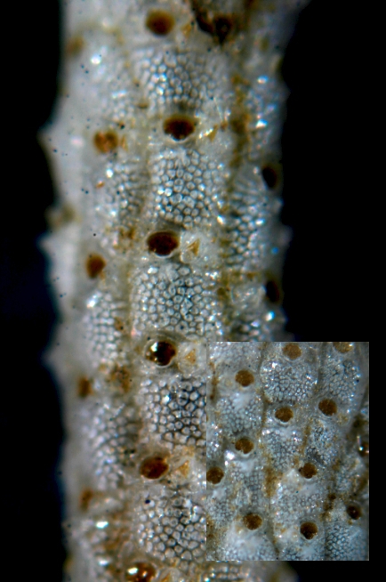 Schizoporella unicornis (Johnston, in Wood, 1844) Schizoporella unicornis (Johnston, in Wood, 1844)