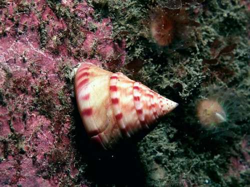 Calliostoma zizyphinum (Linnaeus, 1758)