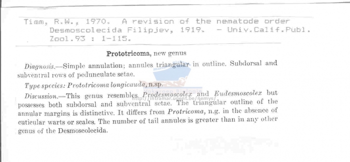 Prototricoma