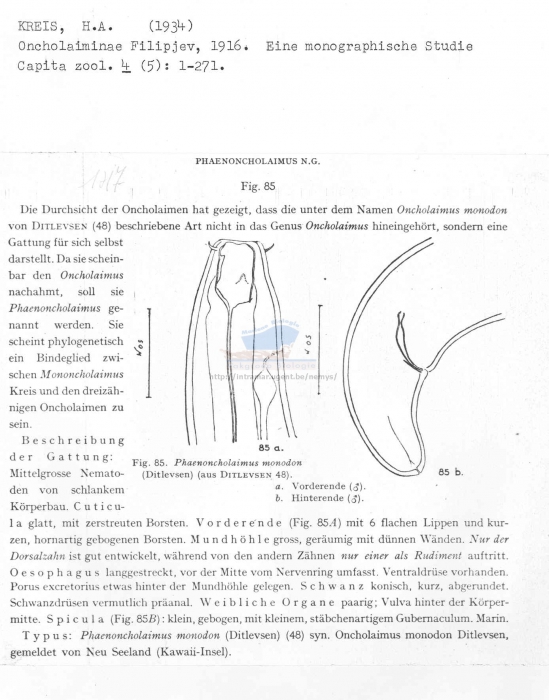 Phaenoncholaimus