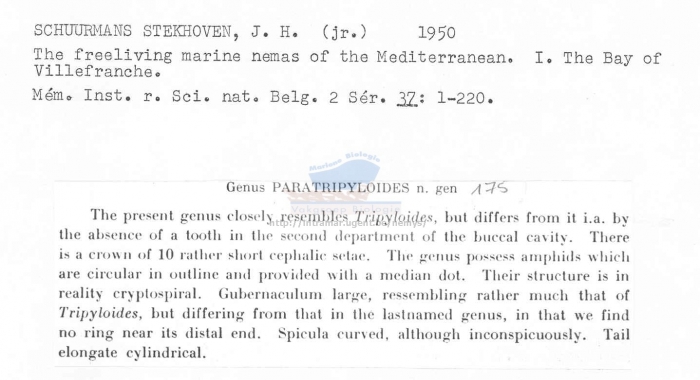 Paratripyloides