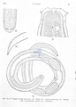 Nematoda (roundworms)