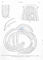 Tripyla