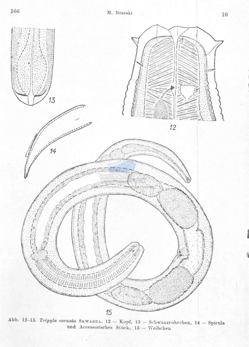 Tripyla