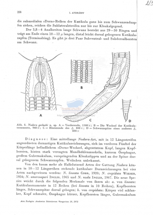 Nudora gerlachi