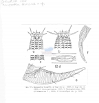 Nematode file-library of the Marine Biology Section (Ghent University, Belgium)