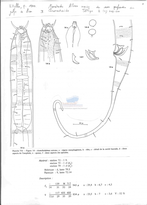 Acantholaimus setosus