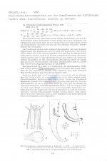 Chromadora undecimpapillata