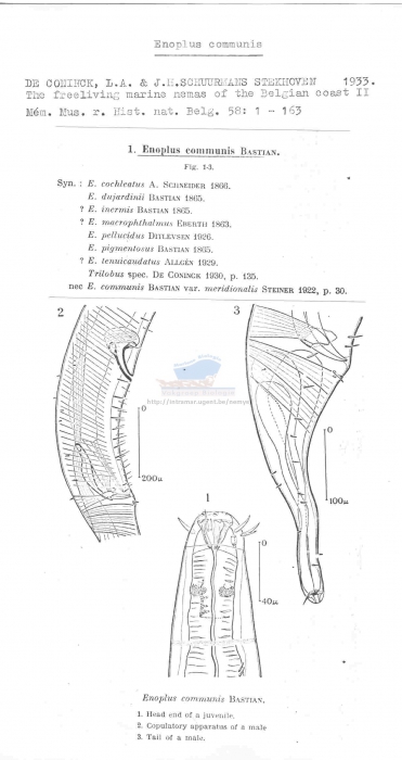 Enoplus communis