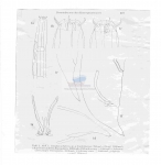 Nematode file-library of the Marine Biology Section (Ghent University, Belgium)