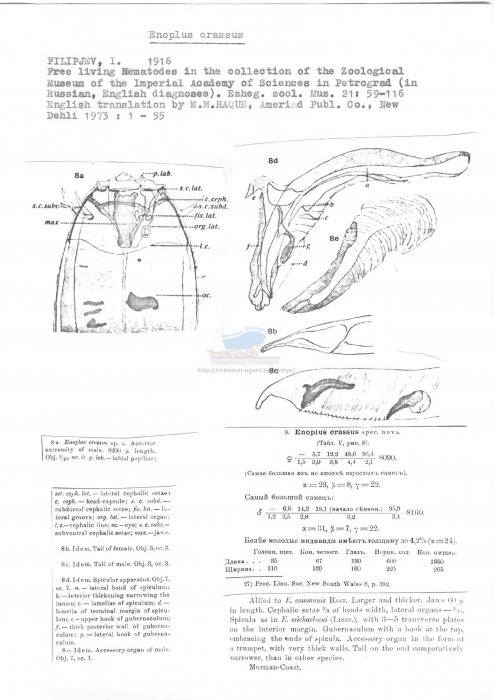 Enoplus crassus