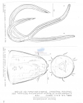 Enoplus groenlandicus